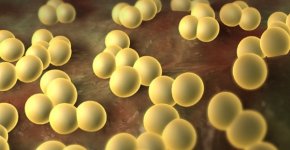 Чем опасен стафилококк и как лечится инфекция?