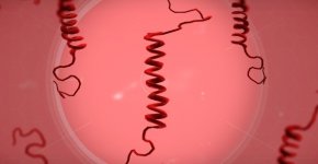 Медленные вирусные инфекции – в чём их опасность?