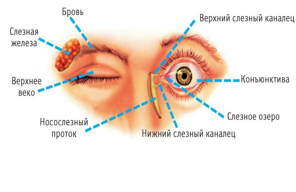 Схема глаза
