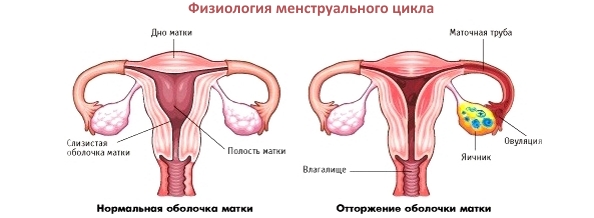 Физиологический процесс менструального цикла